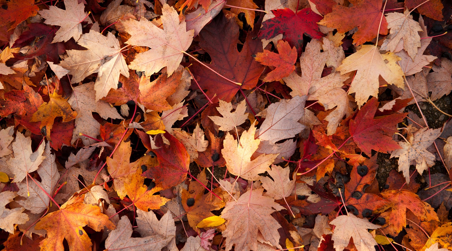 Fall Favorites from Team Karité
